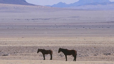 Wilde Pferde in der Namib-Wüste  | Bild: BR/Jo Fröhlich