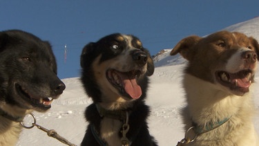 Hunde Robert, Thessa und Klötmann | Bild: BR