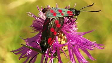 Wildnis zwischen Panzern | Bild: BR/Markus Schmidbauer