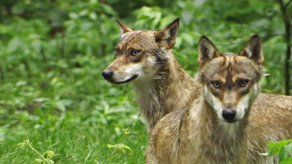 Welt Der Tiere | BR Fernsehen | Fernsehen | BR.de