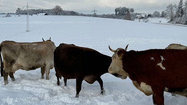 22.11.2024, Hergatz - An einem Biohof auf einer Weide bei Hergatz (Landkreis Lindau) stehen Kühe im Schnee. In der Nacht zuvor waren rund 15 - 20 Zentimeter Neuschnee gefallen. | Bild: BR/Steffen Armbruster 