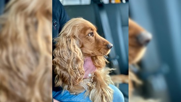 Oskar im Auto von der Seite fotografiert | Bild: Markus Kampp