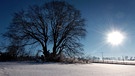 Die Bavaria-Buche in Pondorf | Bild: picture-alliance/dpa