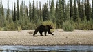 Grizzlybär an einem Flussufer | Bild: Rainer Schall