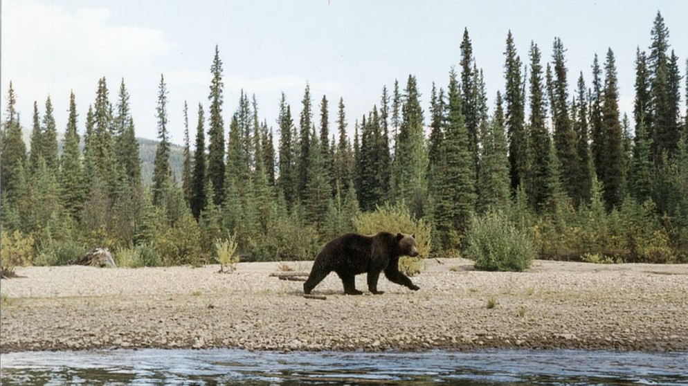 Grizzlybär an einem Flussufer | Bild: Rainer Schall