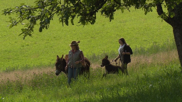 Die Entdeckung der Langsamkeit: Mit Eseln durch den Steigerwald.  | Bild: BR