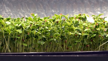 Miniaturgemüse – "Microgreens" aus Oberfranken | Bild: BR