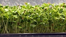 Miniaturgemüse – "Microgreens" aus Oberfranken | Bild: BR