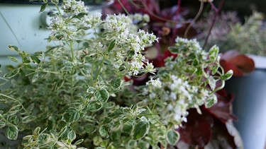 Buntblättriger Oregano  | Bild: BR/Brigitte Goss 