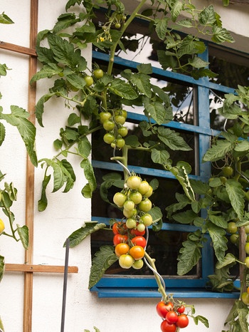 Die Gewinnerpflanze des Wettbewerbs "Bayerns schönste Tomate!" von Katja Scharnagl aus Monheim. | Bild: privat