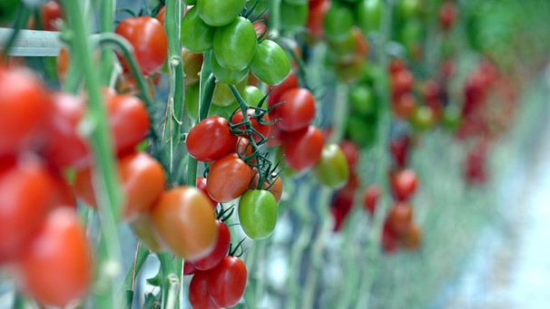 Tomatenpflanzen an einem Klettergerüst | Bild: picture-alliance/dpa