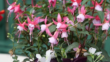 Fuchsien | Bild: Brigitte Goss