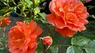 Rose im Rosengarten | Bild: BR / Andreas Modery