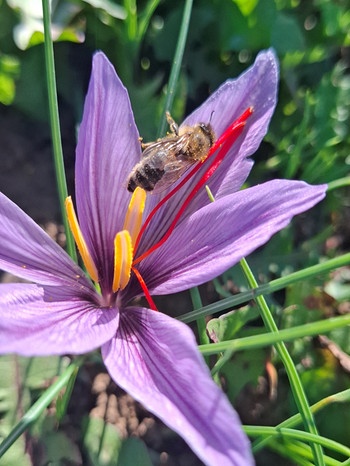 Safranblüte | Bild: BR/ Andreas Modery