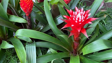 Guzmania | Bild: BR/ Andreas Modery