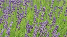 Lavendel | Bild: BR/Michael Pohl, (c)MEV-Designers-Fond-Collection-51