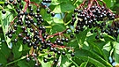 Einige reife Holunderbeeren auf einem Ast gegen den Blättern | Bild: colourbox.com