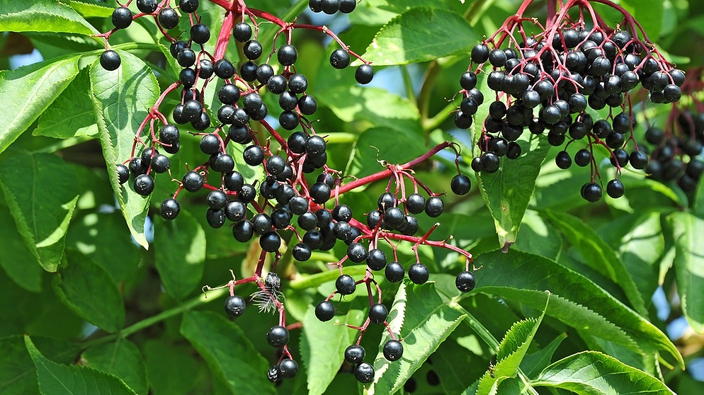 Einige reife Holunderbeeren auf einem Ast gegen den Blättern | Bild: colourbox.com