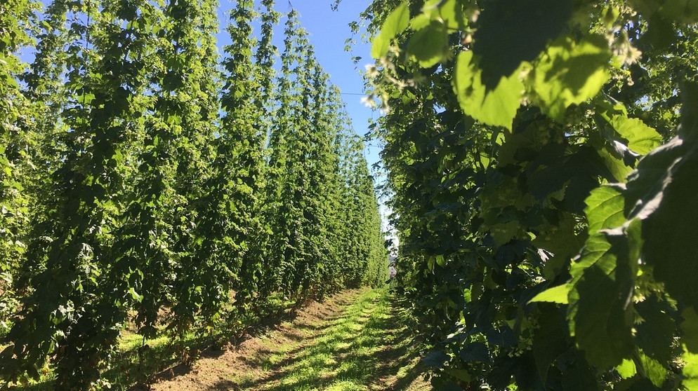 Kräuter: So Nutzen Sie Die Heilkraft Des Hopfens | Ratgeber | Wir In ...