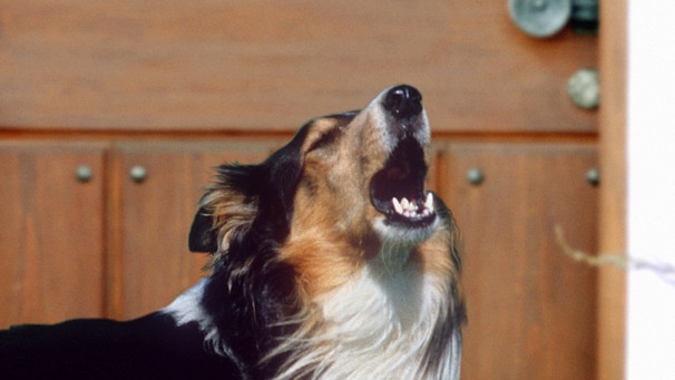 Hunde: gewöhnen Sie Ihrem Hund das beim Türklingeln ab | Ratgeber | Wir in Bayern | BR | Fernsehen | BR.de