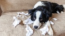 Hund mit zerknülltem Papier auf Sofa | Bild: Colourbox