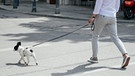 Mann mit Hund auf einer Straße in der Stadt | Bild: BR / Julia Müller