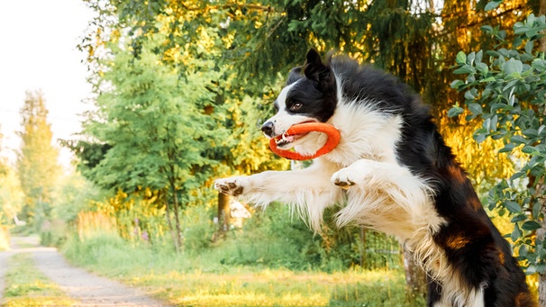 Hund mit gefangenem Ring  | Bild: Colourbox