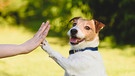 Jack Russell Terrier gibt Pfötchen | Bild: BR / stock.adobe.com / alexei_tm