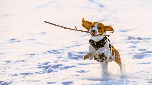 Hund mit Stöckchen im Maul springt durch den Schnee | Bild: Colourbox