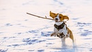 Hund mit Stöckchen im Maul springt durch den Schnee | Bild: Colourbox