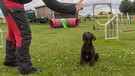 Ein Labrador-Welpe lernt in einer Hundeschule das Kommando "Sitz".  | Bild: picture alliance