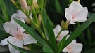 Oleander | Bild: Andreas Modery