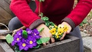 Frau pflanzt Blumen ein | Bild: BR / Lisa Hinder