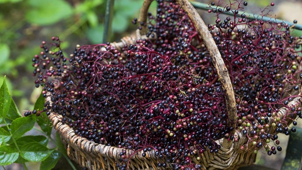 Schwarze Holunderbeeren liegen geerntet in einem Korb. | Bild: picture alliance