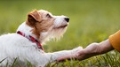 Hund gibt seinem Besitzer Pfote | Bild: BR / stock.adobe.com / Reddogs