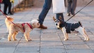 Zwei kleine Hunde auf der Straße | Bild: BR / stock.adobe.com / Tatiana Zaghet