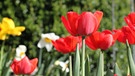 Bauerngarten-Tulpen  | Bild: Brigitte Goss 