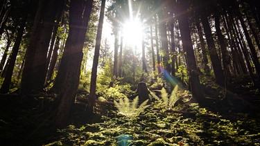 Wald beim Carl-von-Linde-Weg | Bild: BR / Nina Schlesener