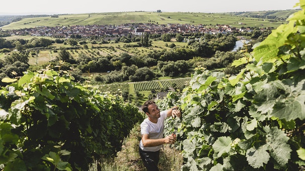 Peter Leipold im Weinberg | Bild: Weingut Leipold