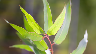 Zitronen-Eukalyptus | Bild: A. Segel/A. Modery