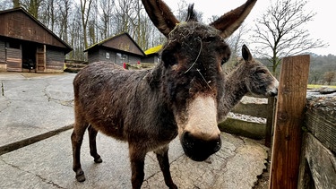 Wild-Park Klaushof in Bad Kissingen | Bild: BR/Andi Christl