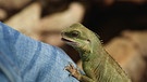 Reptilienhaus Oberammergau | Bild: BR