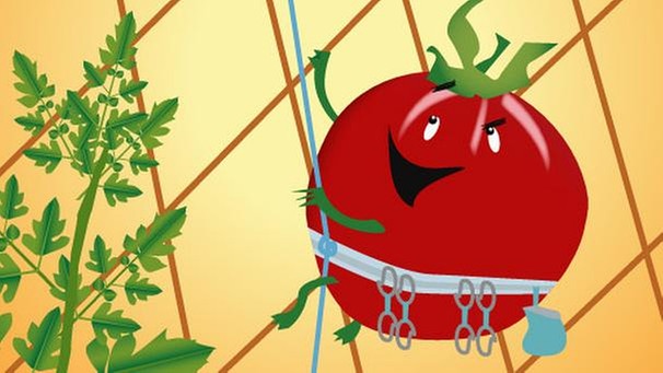 Illustration: Tomate klettert | Bild: BR