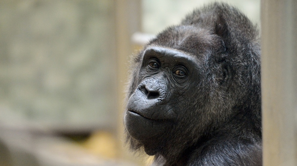 Tier-Dokus: Zoogeschichten | BR Fernsehen | Fernsehen | BR.de