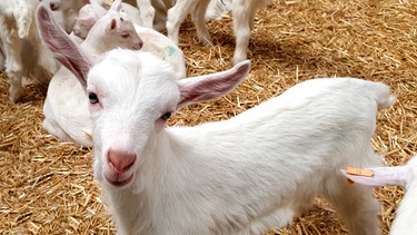 Lammzeit auf dem Ziegenhof | Bild: BR / Tino Müller