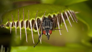 Venusfliegenfalle mit gefangener Fliege | Bild: picture-alliance/dpa