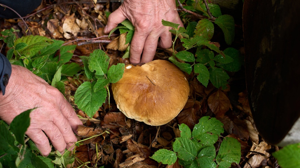 ARCHIV - 27.09.2022, Rheinland-Pfalz, Vallendar: Ein Pilzsachverständige hat einen Steinpilz gefunden. (zu dpa «Durchwachsene Pilzsaison in Rheinland-Pfalz») Foto: Thomas Frey/dpa +++ dpa-Bildfunk +++ | Bild: dpa-Bildfunk/Thomas Frey