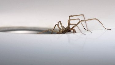 Spinne kriecht aus Abflussrinne | Bild: picture-alliance/dpa