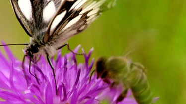 Insekten auf einer Blüte | Bild: BR