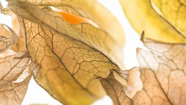 Physalis in der Sonne / Vitamine und Vitamin D | Bild: MEV/Karl Holzhauser